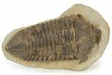 Rare, Calymenid (Pradoella) Trilobite - Jbel Kissane, Morocco #242424-3